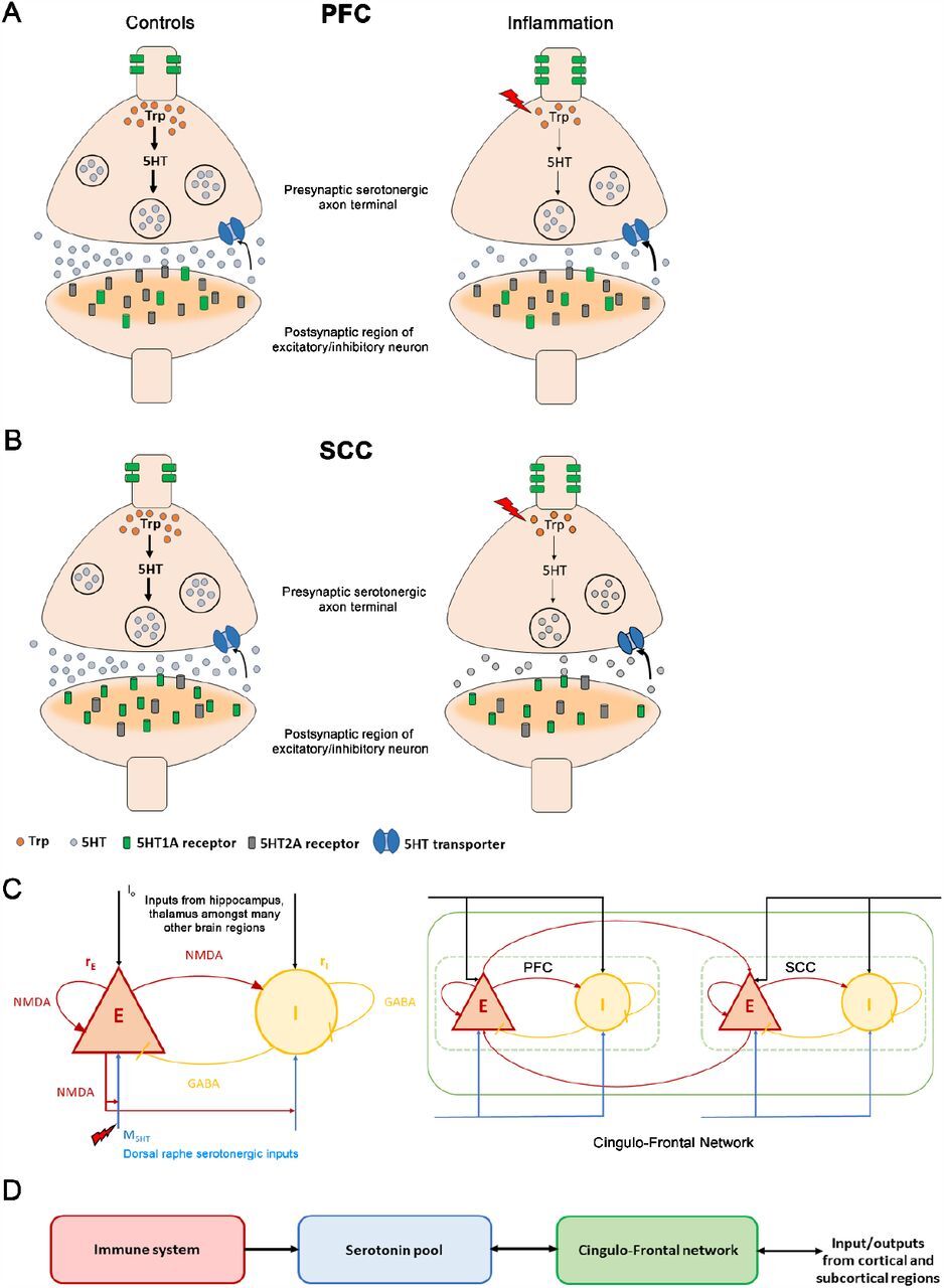Frontiers in Immunology paper