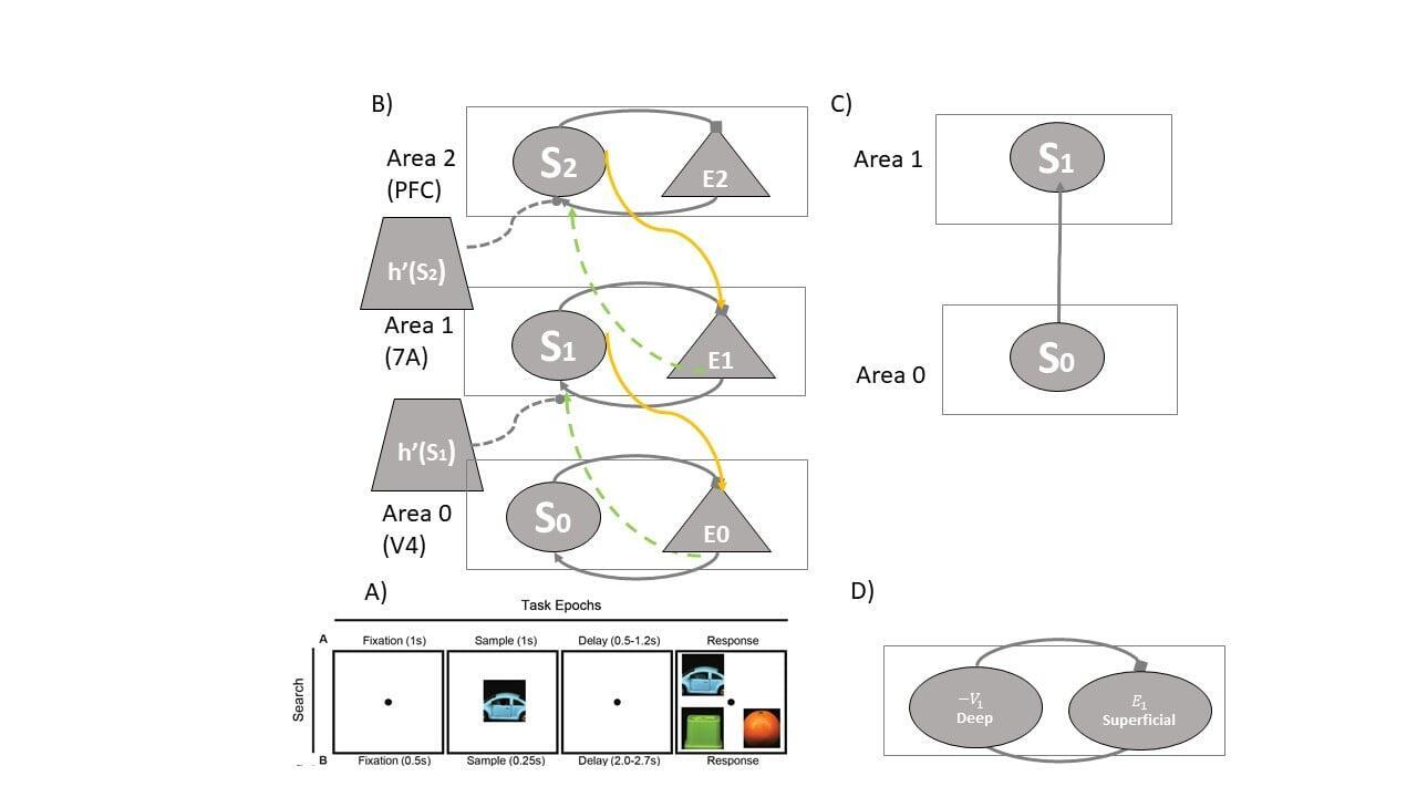 How does the brain process information?